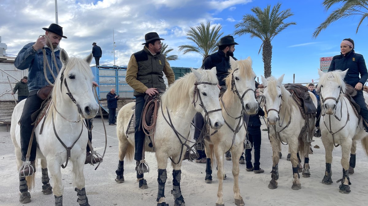 Abrivado des plages saison taurine 2025 Grau-du Roi (Photo Anthony Maurin)