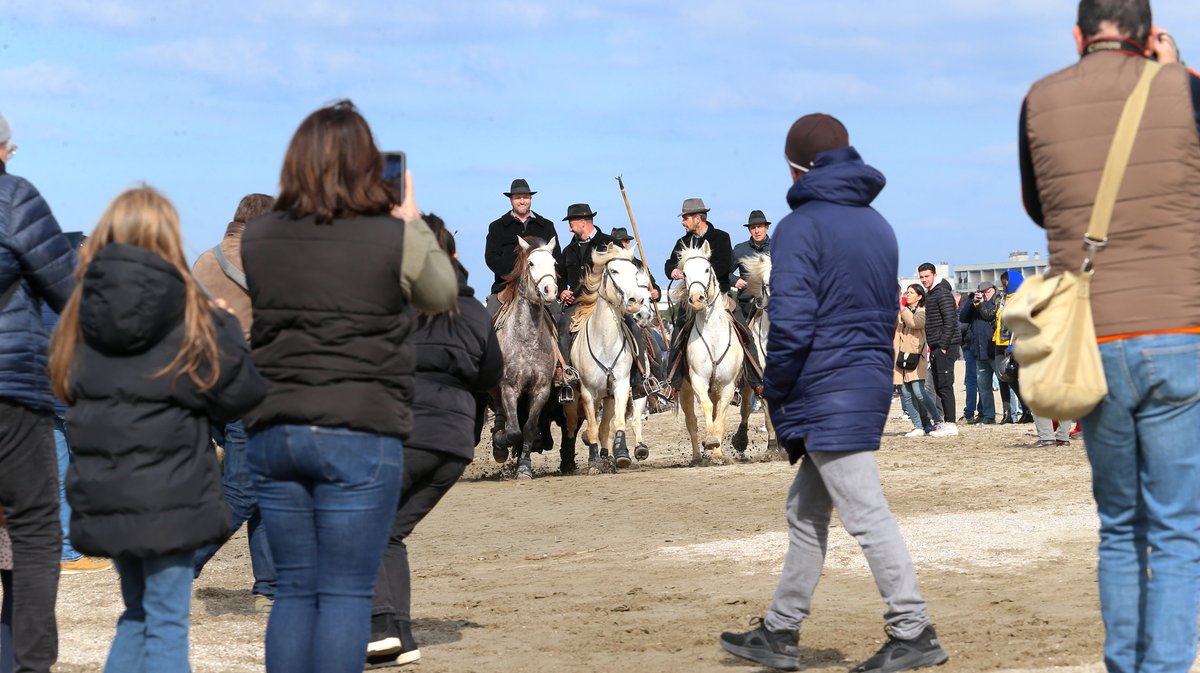 Abrivado des plages saison taurine 2025 Grau-du Roi (Photo Anthony Maurin)