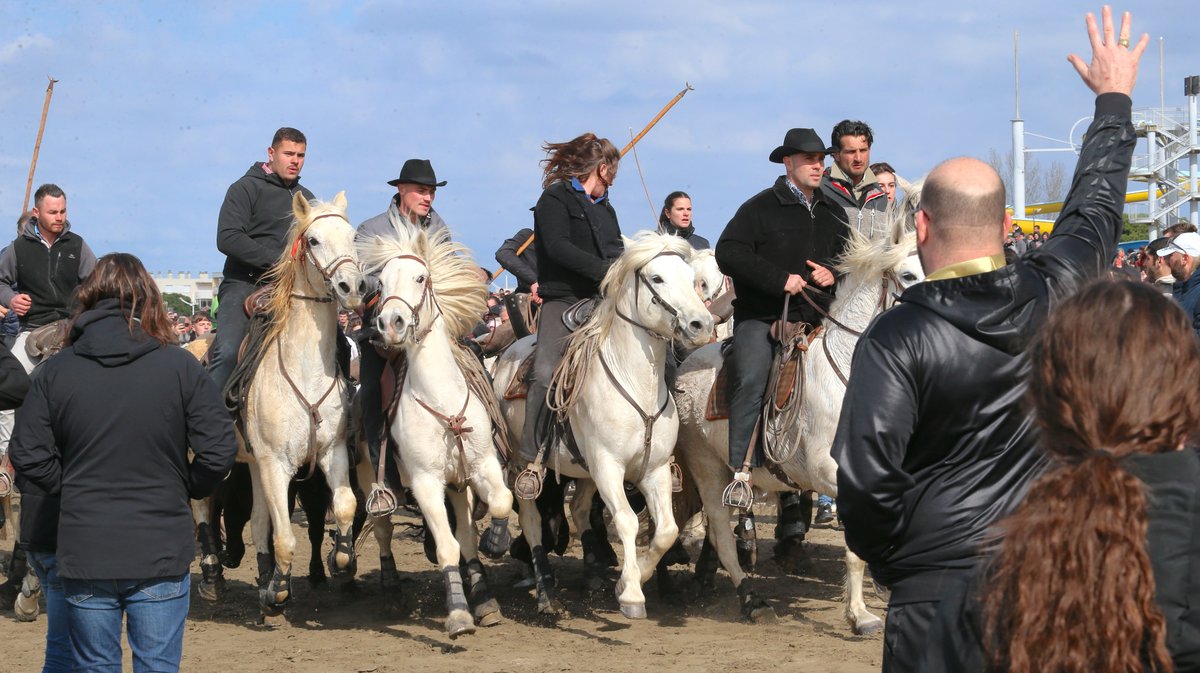 Abrivado des plages saison taurine 2025 Grau-du Roi (Photo Anthony Maurin)