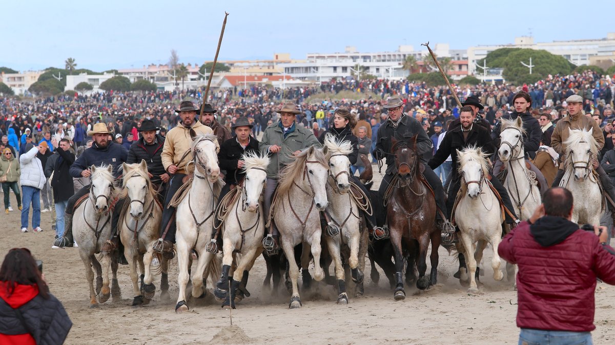 Abrivado des plages saison taurine 2025 Grau-du Roi (Photo Anthony Maurin)