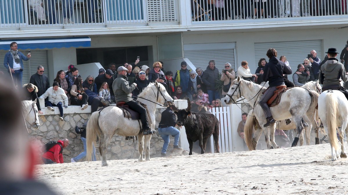 Abrivado des plages saison taurine 2025 Grau-du Roi (Photo Anthony Maurin)