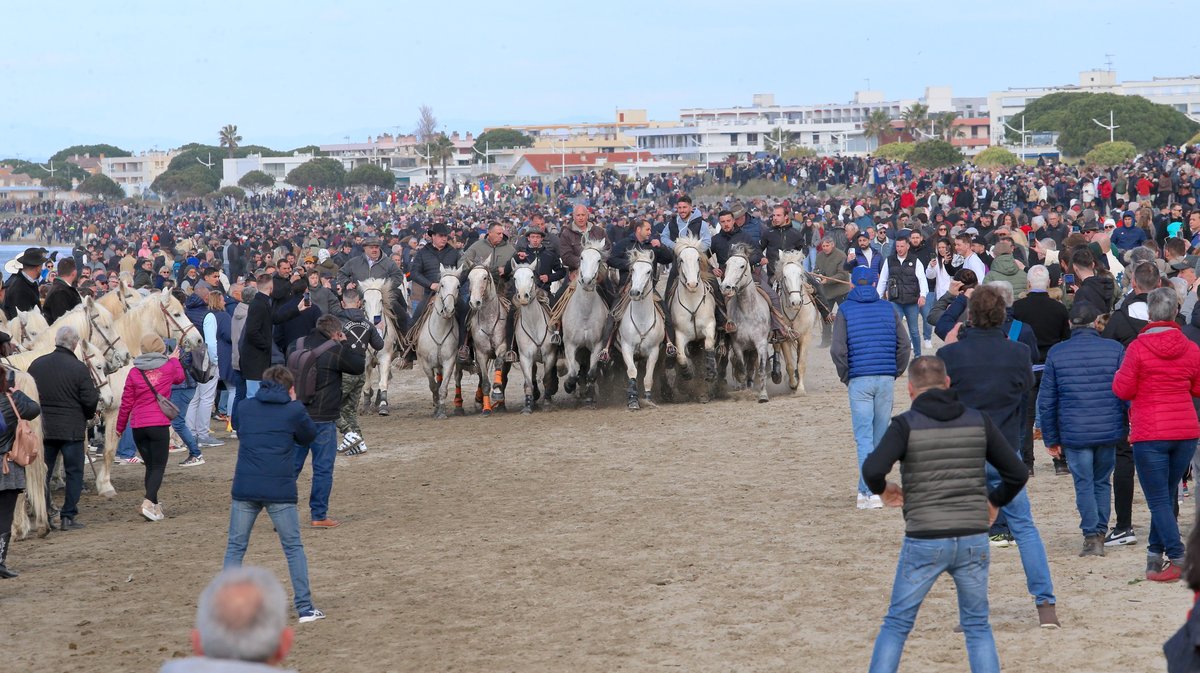 Abrivado des plages saison taurine 2025 Grau-du Roi (Photo Anthony Maurin)