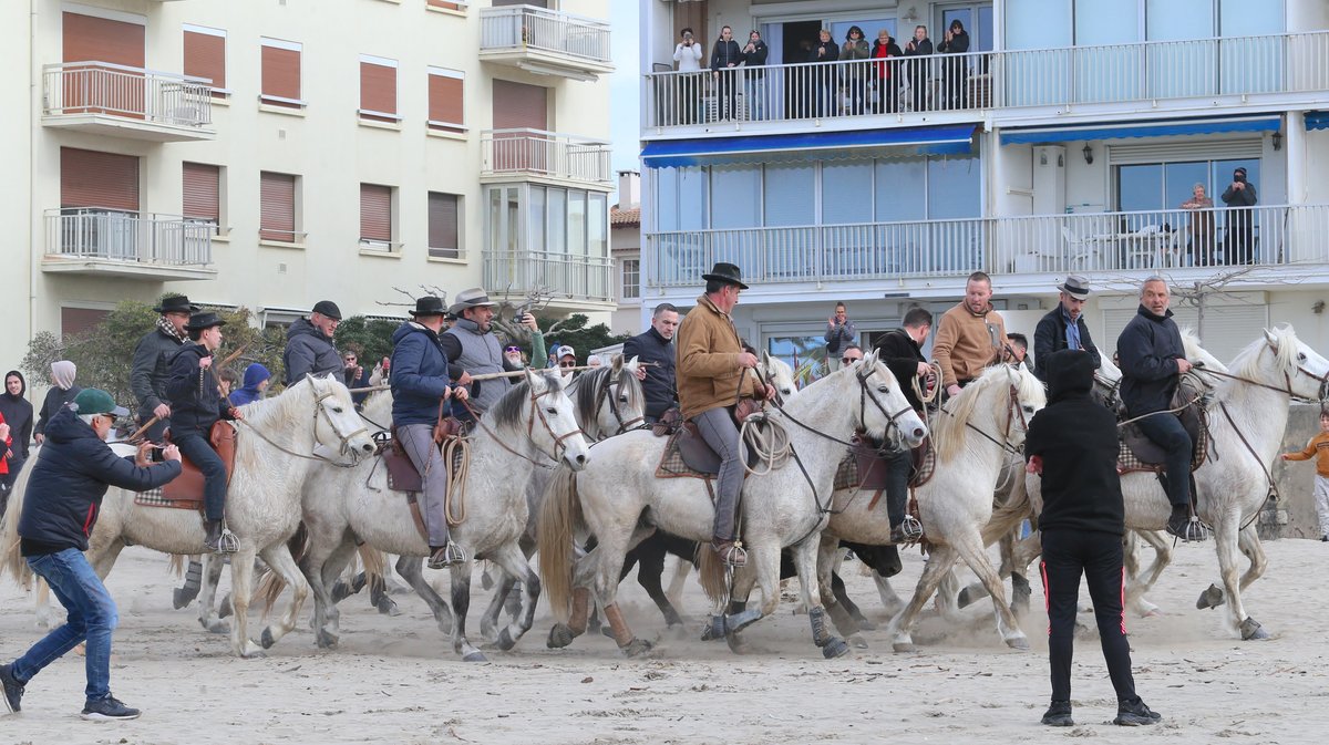 Abrivado des plages saison taurine 2025 Grau-du Roi (Photo Anthony Maurin)