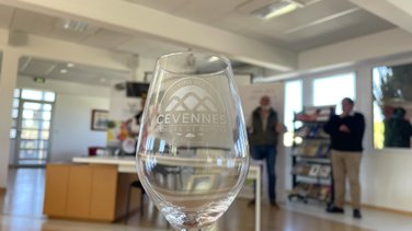 L'IGP Cévennes travaille sur de nouveaux cépages (Photo Anthony Maurin)