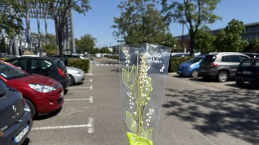 Muguet 1er mai