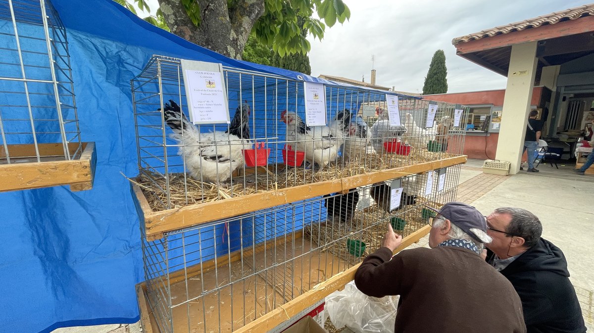 Environ 250 animaux de basse-cour étaient présents au festival