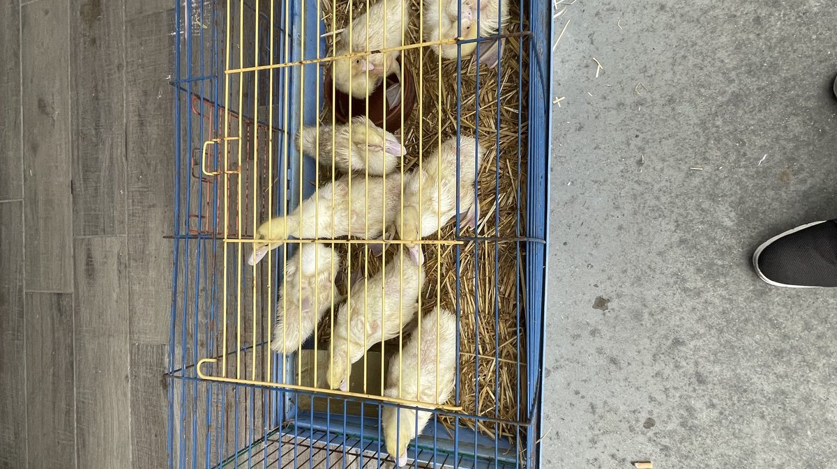 Environ 250 animaux de basse-cour étaient présents au festival