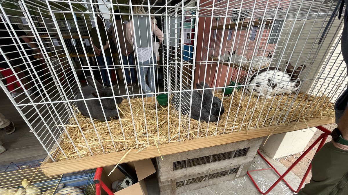 Environ 250 animaux de basse-cour étaient présents au festival