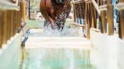 Salon du bien-être équin en Camargue