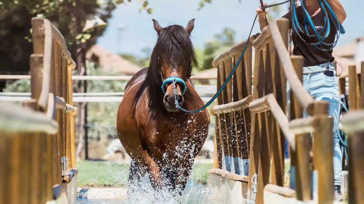 Salon du bien-être équin en Camargue