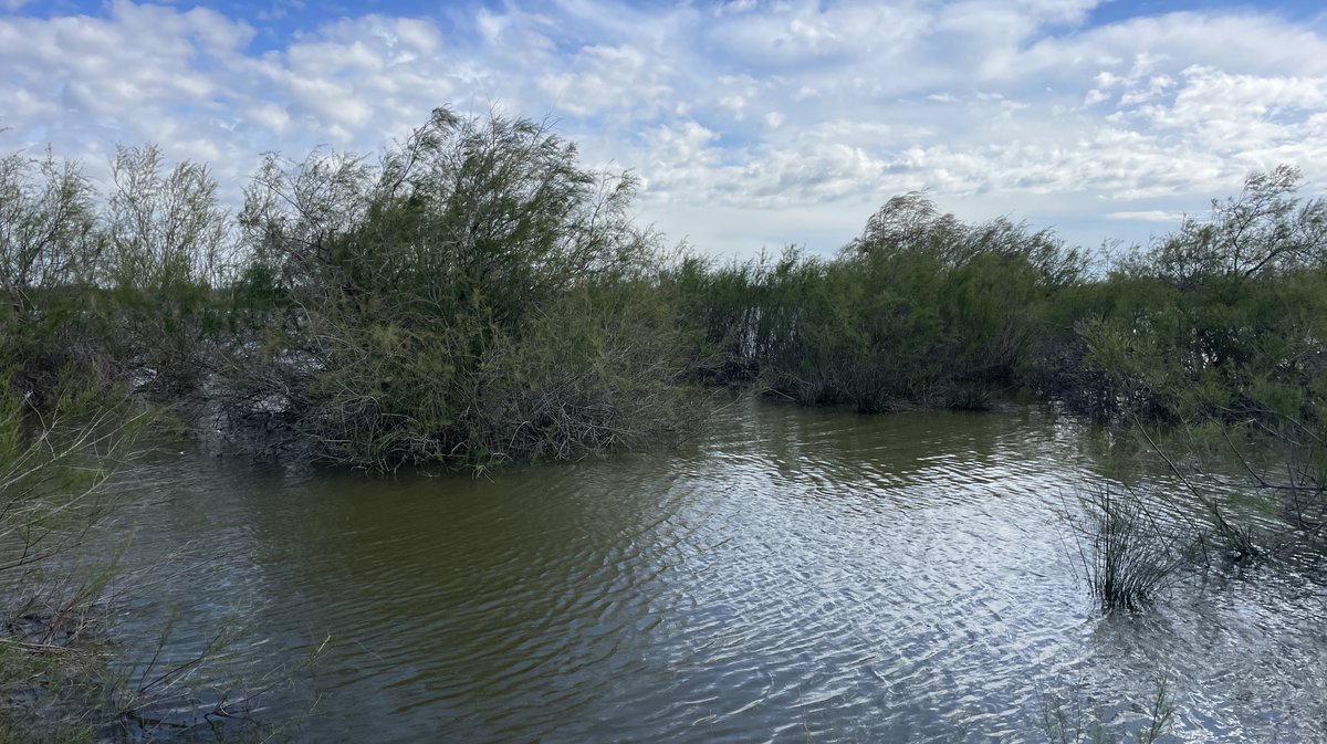 Réserve naturelle du Scamandre 2025 (Photo Anthony Maurin)