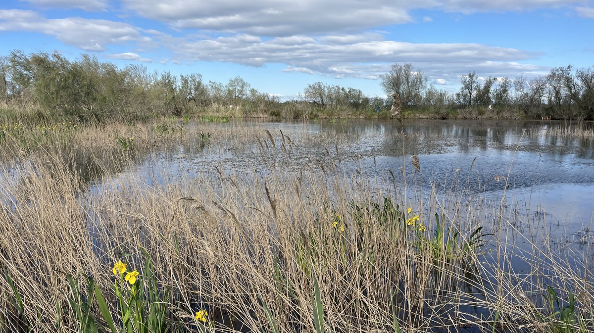 Réserve naturelle du Scamandre 2025 (Photo Anthony Maurin)