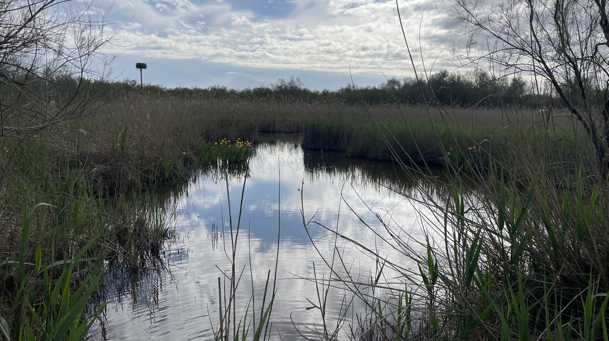 Réserve naturelle du Scamandre 2025 (Photo Anthony Maurin)