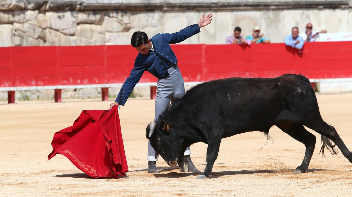 Printemps de l'Aficion Nîmes 2025 Becerrada de Jalabert pour Andy Martin, Baptiste Angosto, Léo Pallatier, Mathis Meseguer, Rémy Asensio (Photo Anthony Maurin)