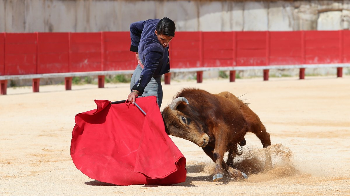 Printemps de l'Aficion Nîmes 2025 Becerrada de Jalabert pour Andy Martin, Baptiste Angosto, Léo Pallatier, Mathis Meseguer, Rémy Asensio (Photo Anthony Maurin)