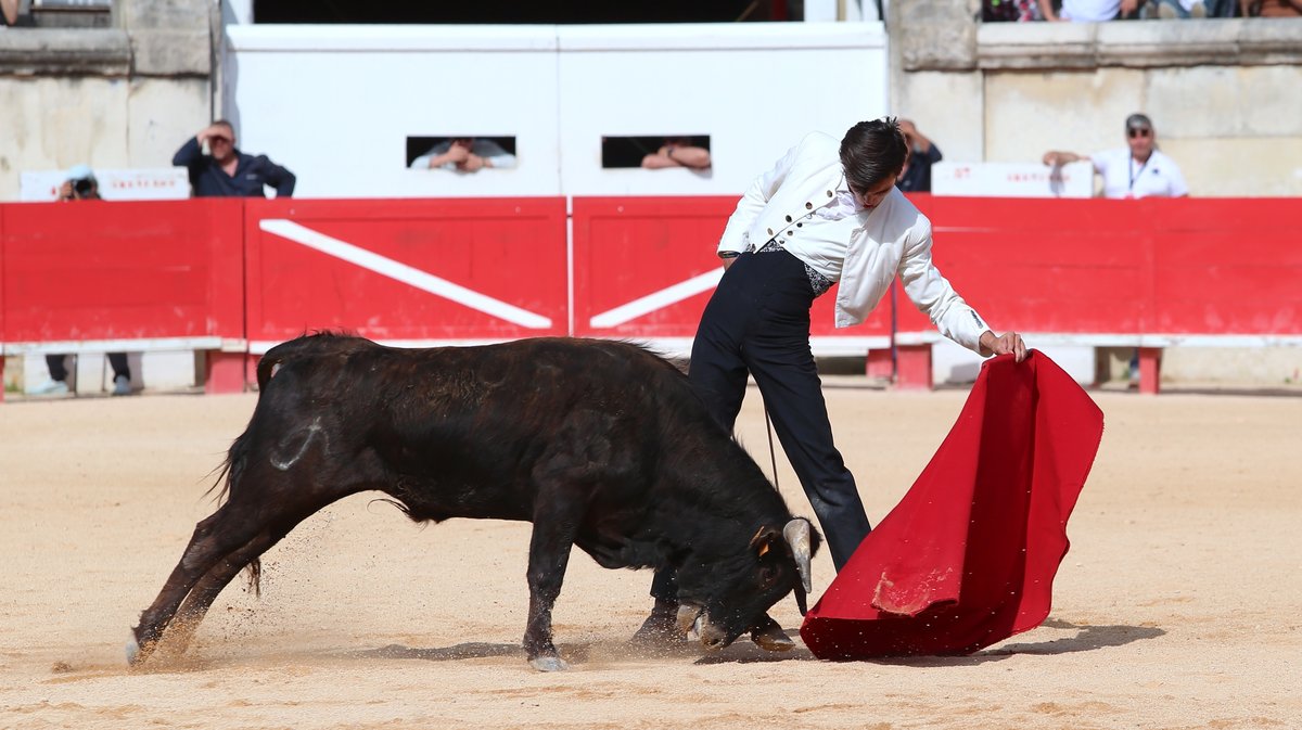 Printemps de l'Aficion Nîmes 2025 Becerrada de Jalabert pour Andy Martin, Baptiste Angosto, Léo Pallatier, Mathis Meseguer, Rémy Asensio (Photo Anthony Maurin)