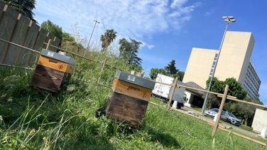 Ruches Ville Active Rucher de papa ours Thierry Arnaez (Photo Anthony Maurin)