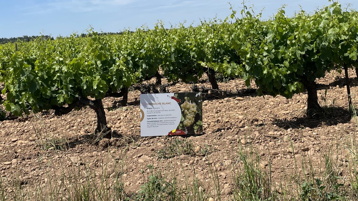 Vignes Toquées 2025