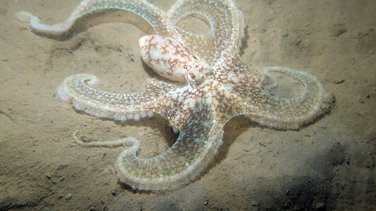 Plongée citoyenne poulpe à longs bras Macrotritopus defilippi (Photo Xavier Rufray).jpg