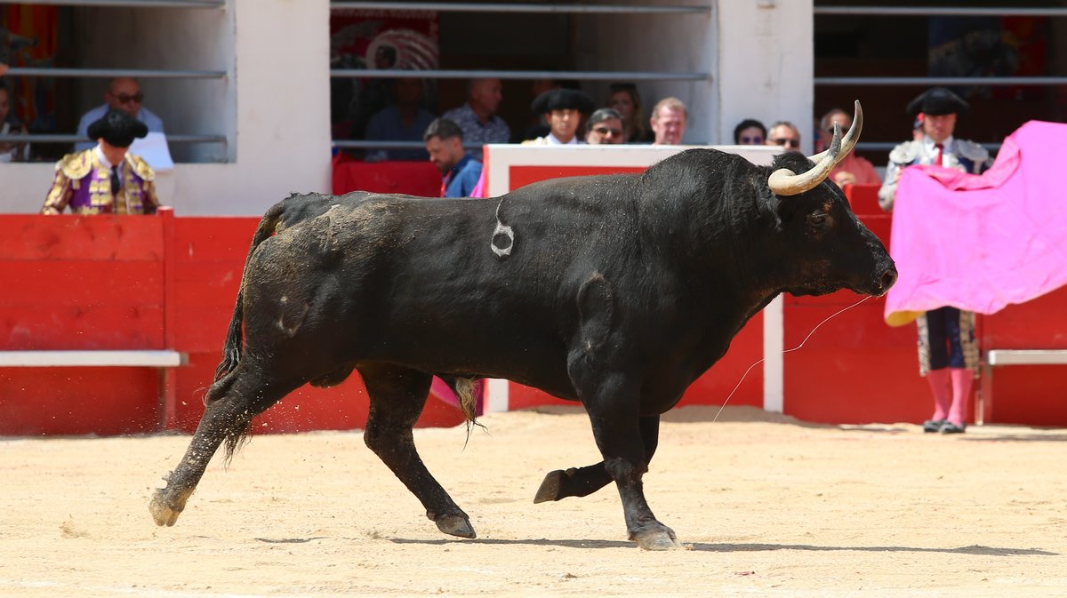 Corrida du Curé de Valverde pour Javier Cortes, Luis Gerpe et Carlos Olsina (Photo Anthony Maurin)