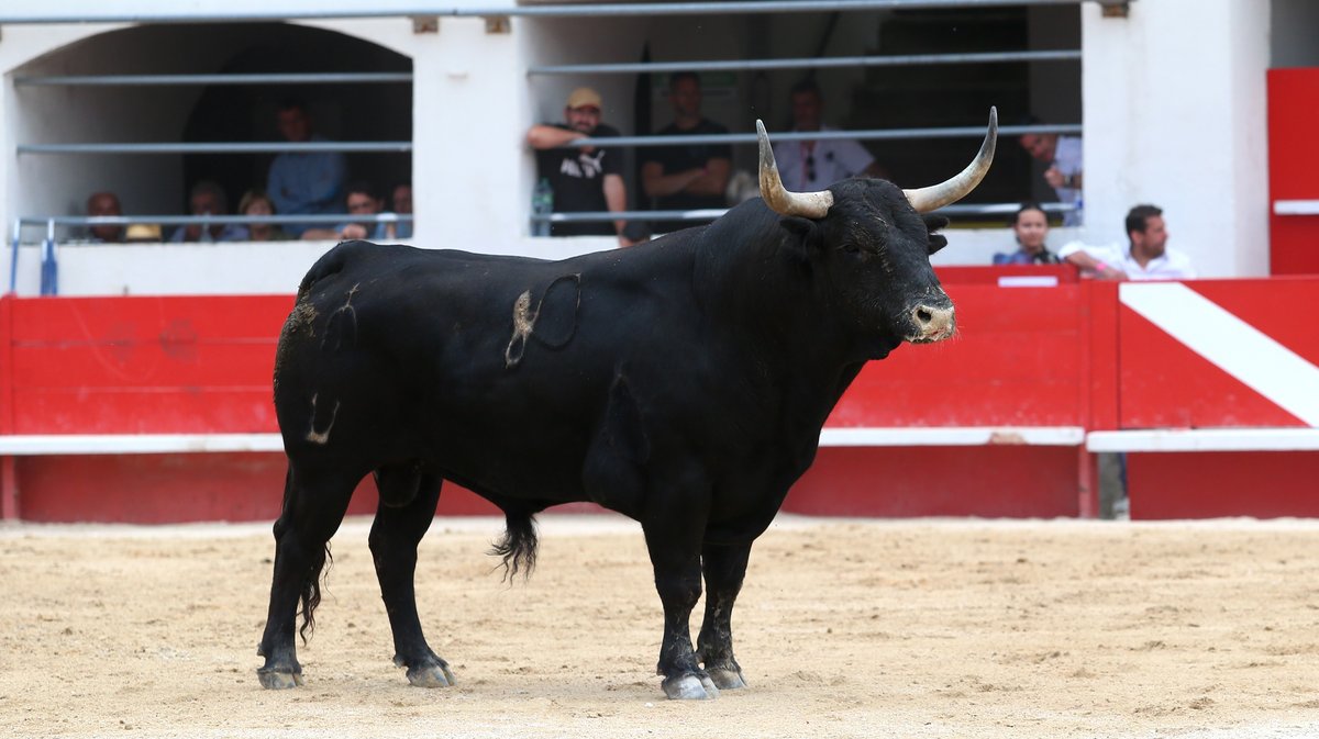 Corrida concours de François André, Curé de Valverde, Yonnet, Tardieu Frères, Barcelo et La Galosina pour l'alternative de Miguel Andrades, Sanchez Vara et Damian Castaño (Photo Anthony Maurin)