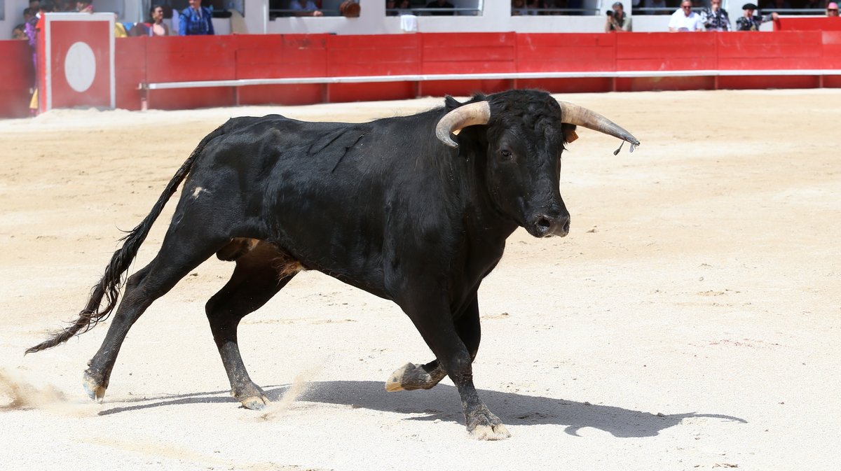vNovillada sans picador de Roland Durand, Barcelo et La Suerte pour Santiago Lopez Ortega, Isaac Galvin, Manuel Fuentes, Bautista Angosto, Matias (Photo Anthony Maurin)