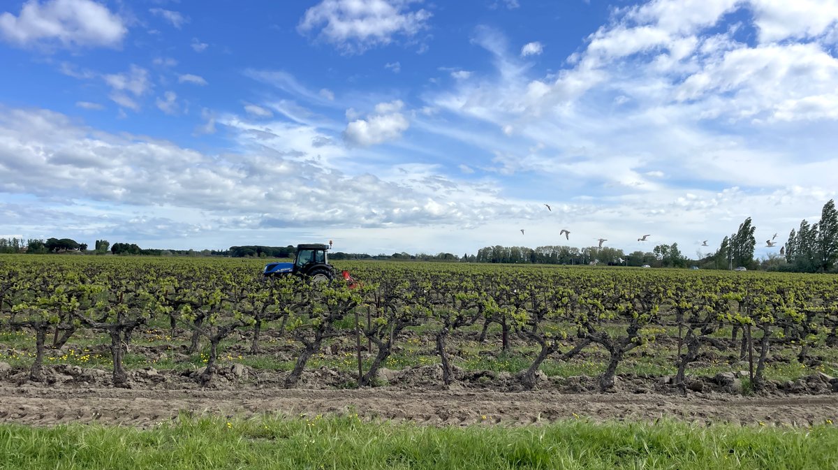 Agriculture gastronomie produits Gard (Photo Archives Anthony Maurin)
