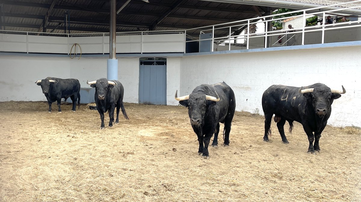 Présentation toros feria de Nîmes Pentecôte 2025 (Photo Anthony Maurin)
