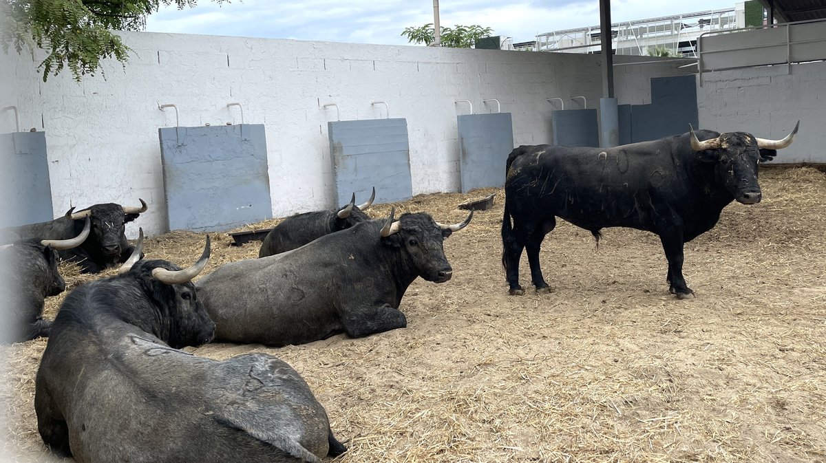 Présentation toros feria de Nîmes Pentecôte 2025 (Photo Anthony Maurin)