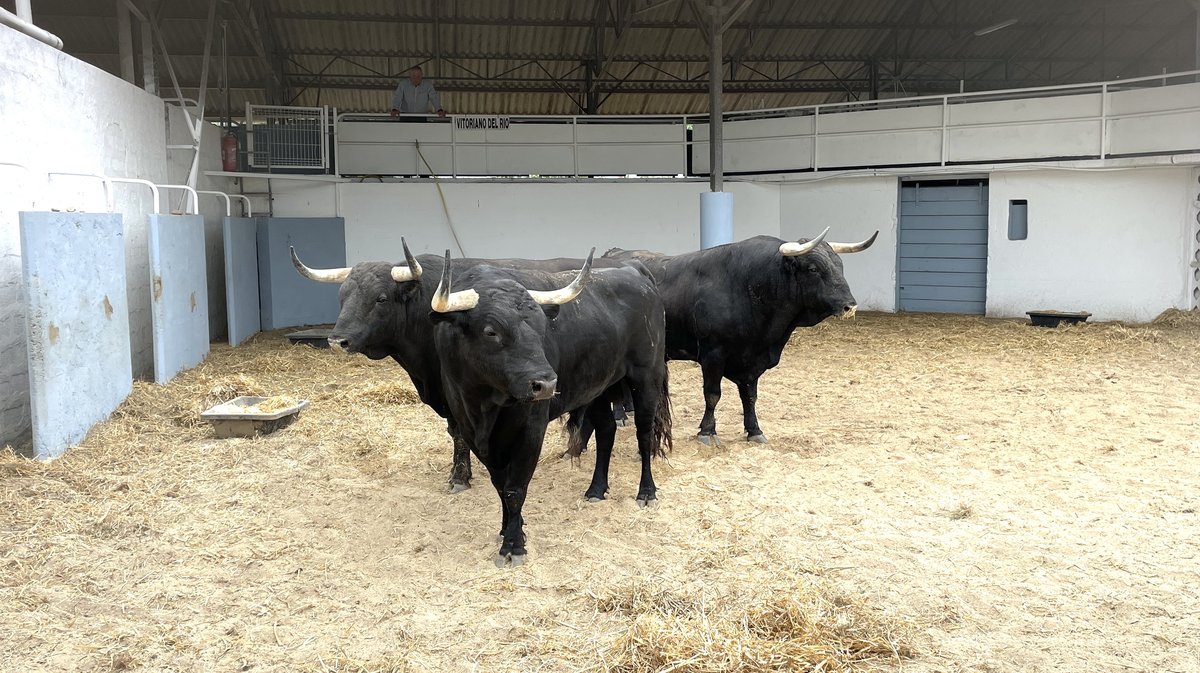 Présentation toros feria de Nîmes Pentecôte 2025 (Photo Anthony Maurin)
