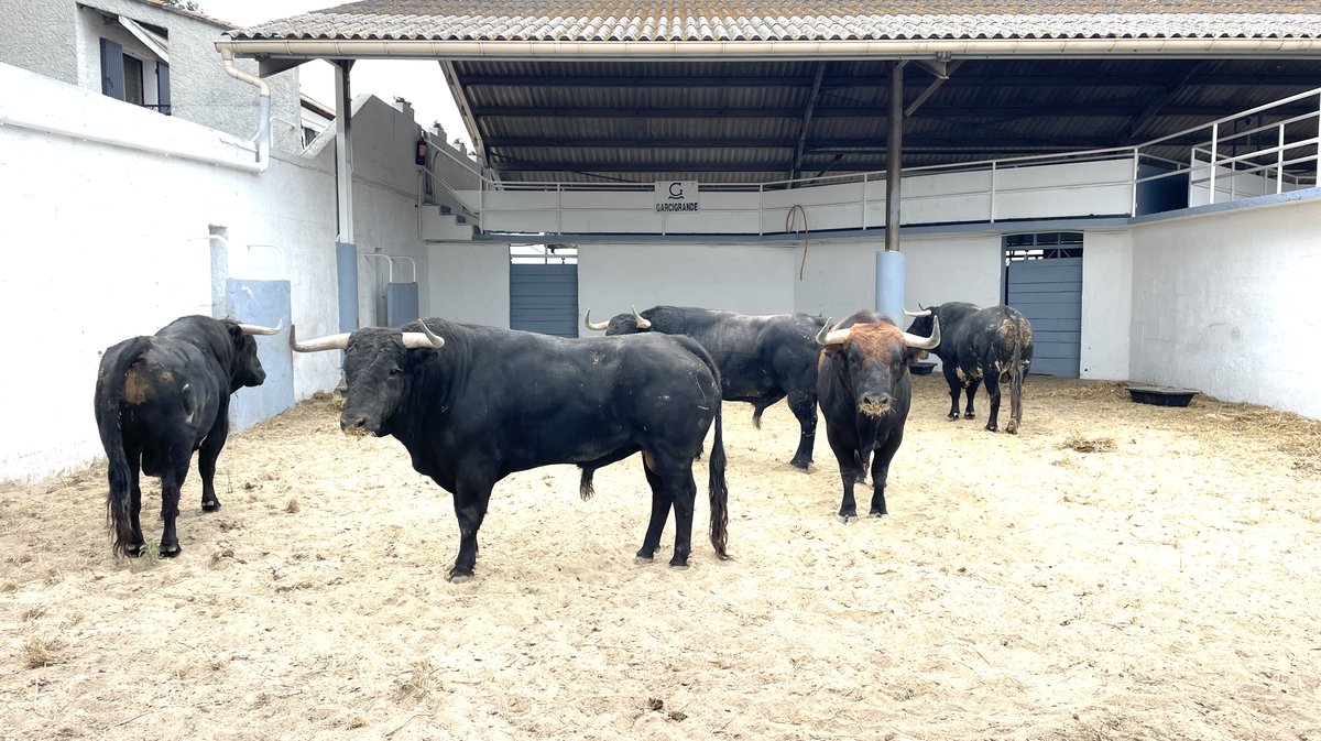 Présentation toros feria de Nîmes Pentecôte 2025 (Photo Anthony Maurin)