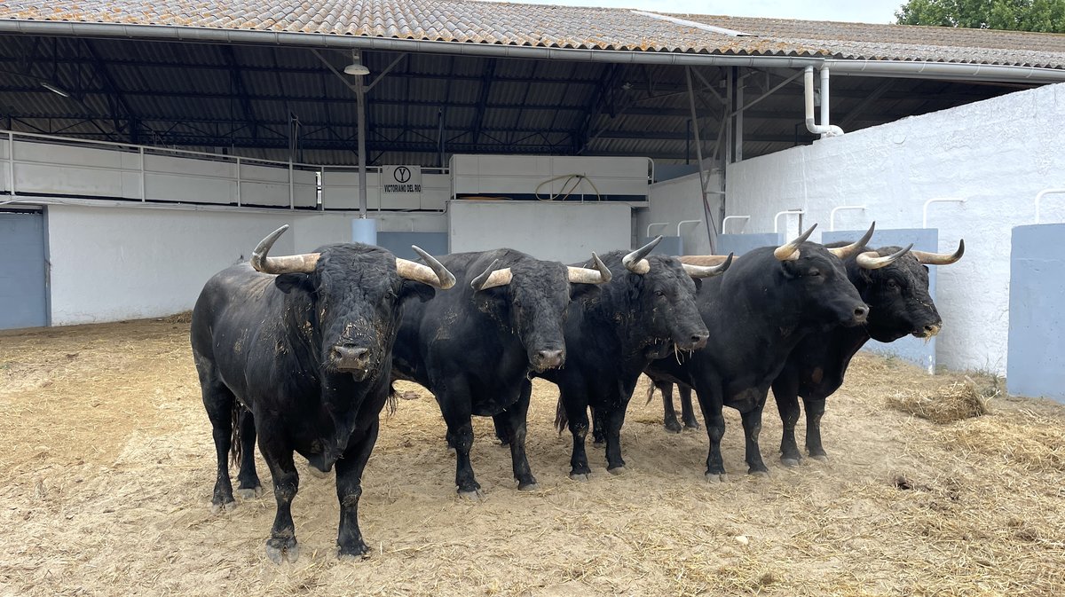 Présentation toros feria de Nîmes Pentecôte 2025 (Photo Anthony Maurin)