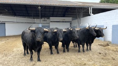 Présentation toros feria de Nîmes Pentecôte 2025 (Photo Anthony Maurin)