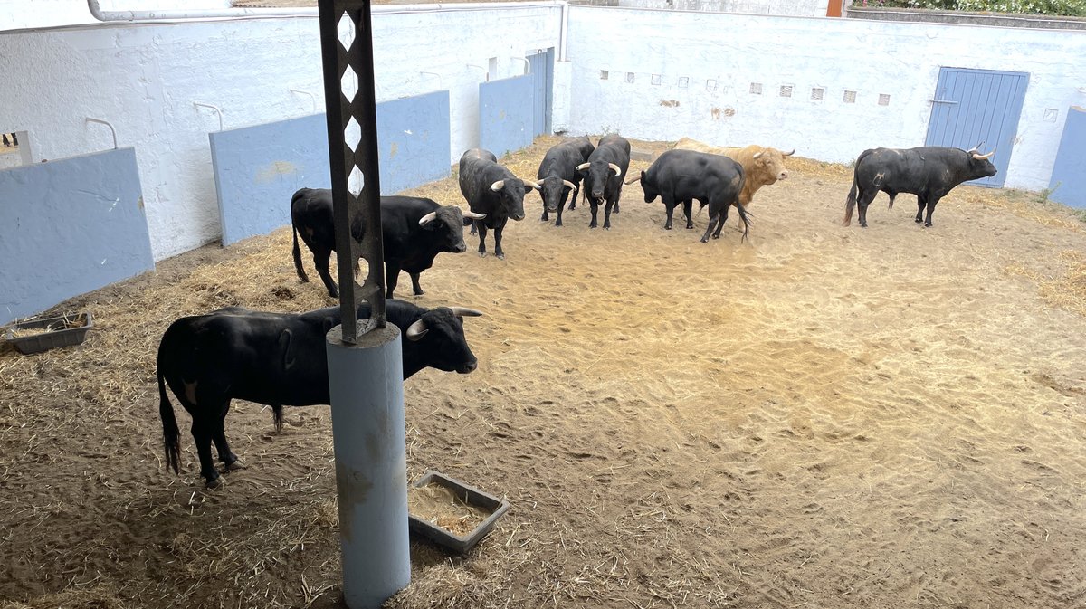 Présentation toros feria de Nîmes Pentecôte 2025 (Photo Anthony Maurin)