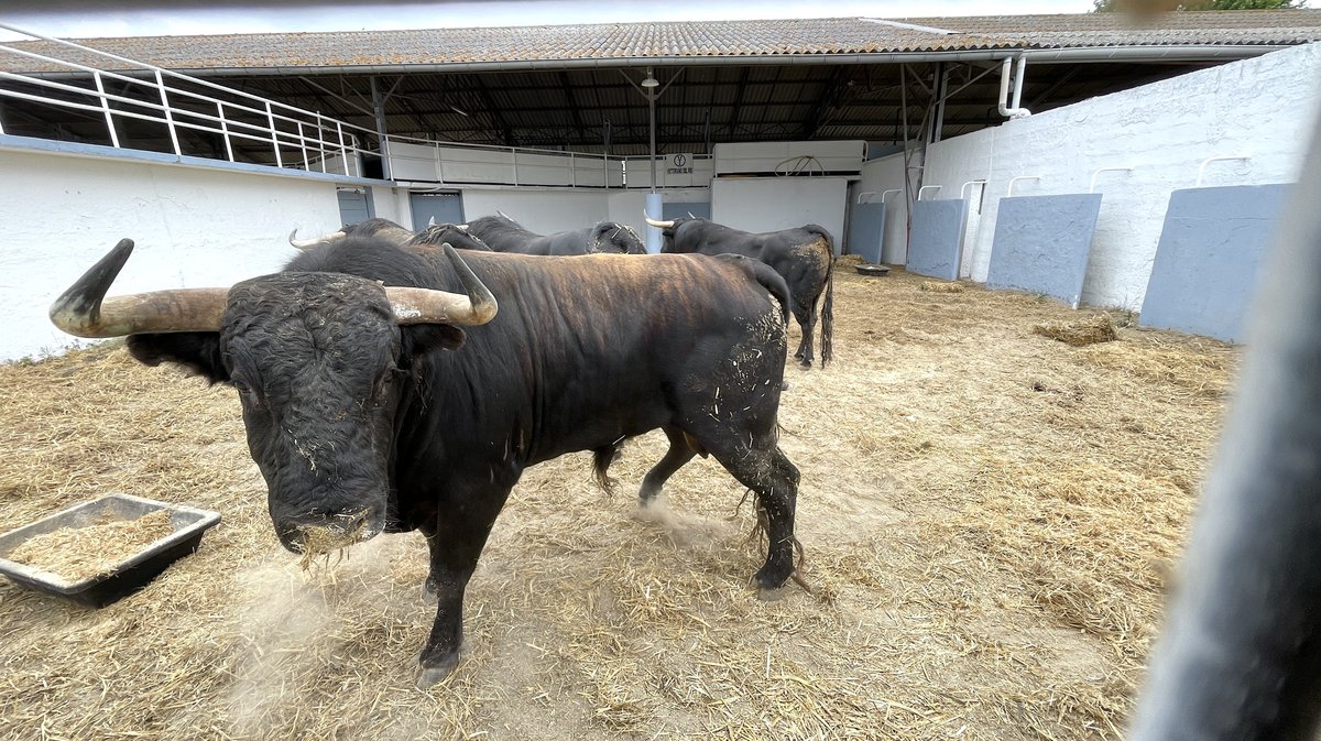 Présentation toros feria de Nîmes Pentecôte 2025 (Photo Anthony Maurin)