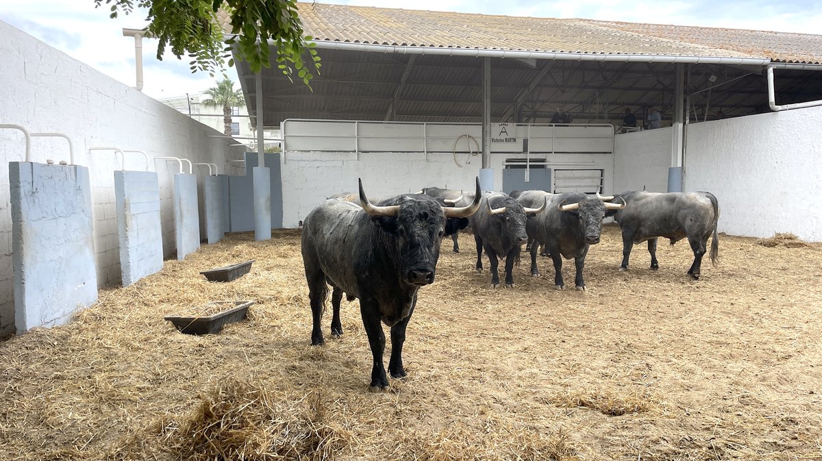 Présentation toros feria de Nîmes Pentecôte 2025 (Photo Anthony Maurin)