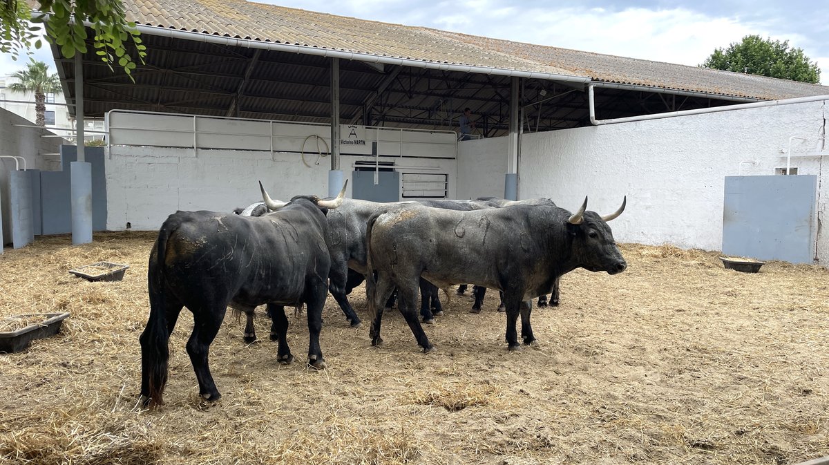 Présentation toros feria de Nîmes Pentecôte 2025 (Photo Anthony Maurin)