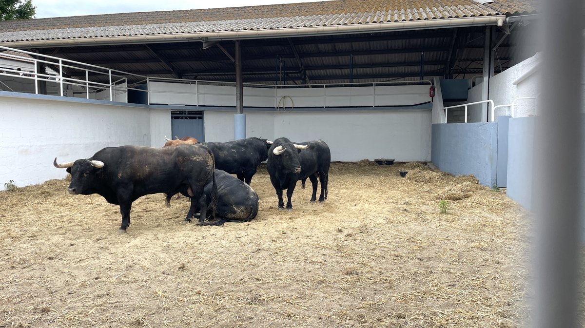 Présentation toros feria de Nîmes Pentecôte 2025 (Photo Anthony Maurin)