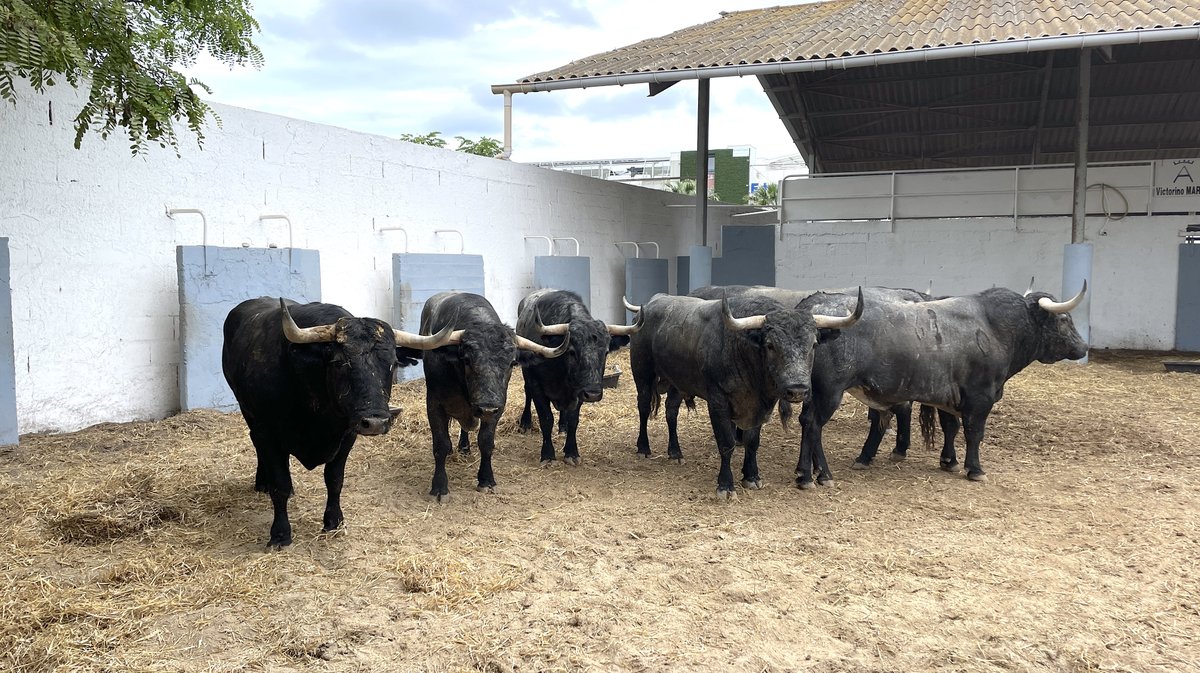 Présentation toros feria de Nîmes Pentecôte 2025 (Photo Anthony Maurin)