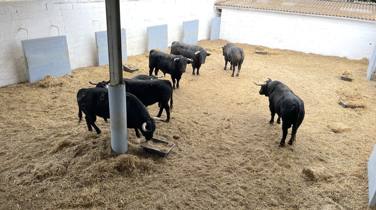 Présentation toros feria de Nîmes Pentecôte 2025 (Photo Anthony Maurin)