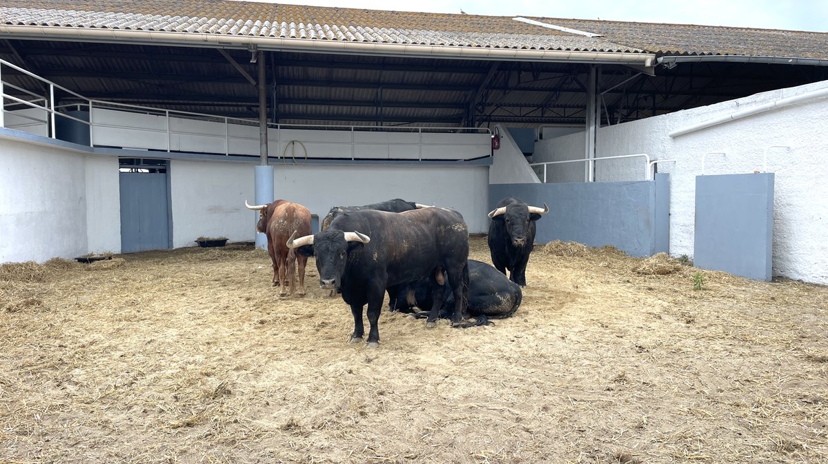 Présentation toros feria de Nîmes Pentecôte 2025 (Photo Anthony Maurin)