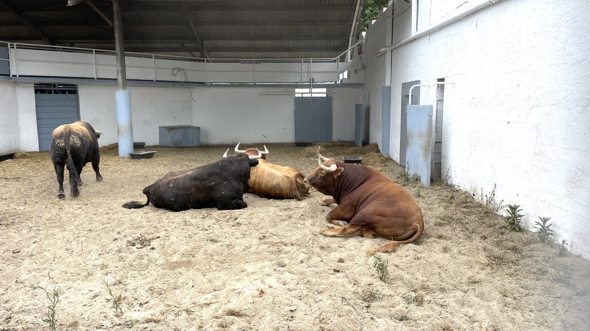 Présentation toros feria de Nîmes Pentecôte 2025 (Photo Anthony Maurin)