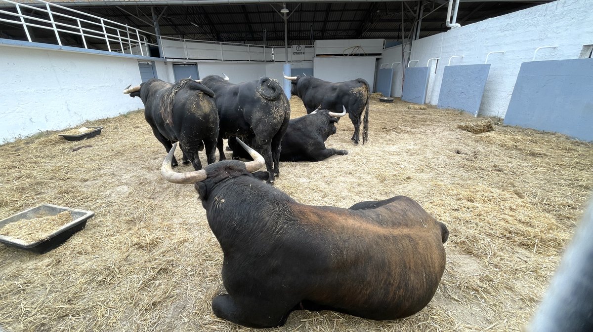 Présentation toros feria de Nîmes Pentecôte 2025 (Photo Anthony Maurin)