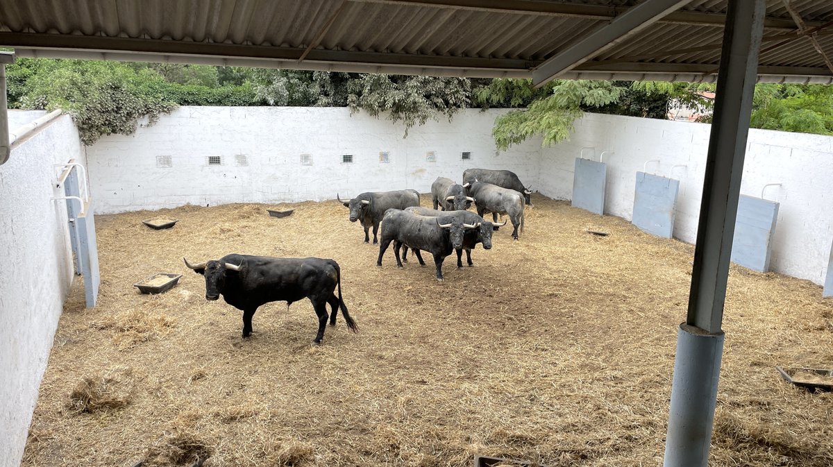 Présentation toros feria de Nîmes Pentecôte 2025 (Photo Anthony Maurin)