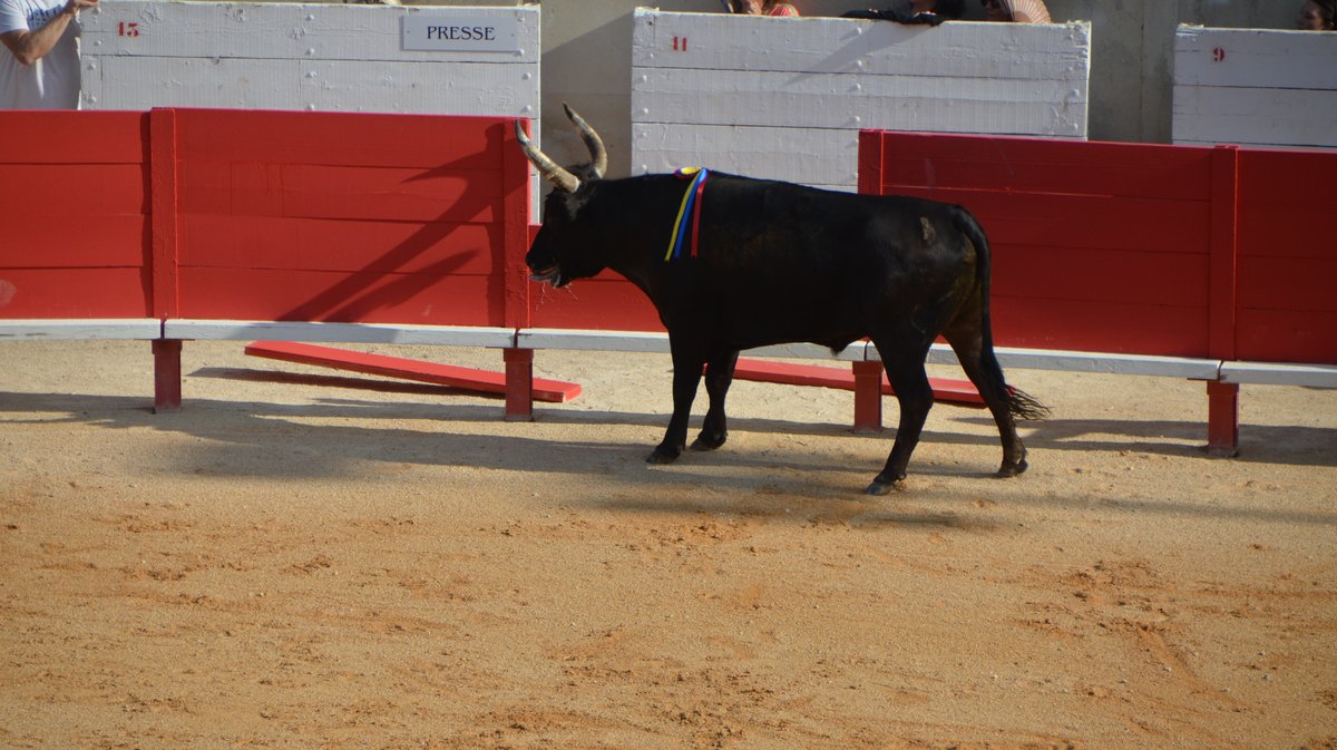 Course Camarguaise Feria 2025