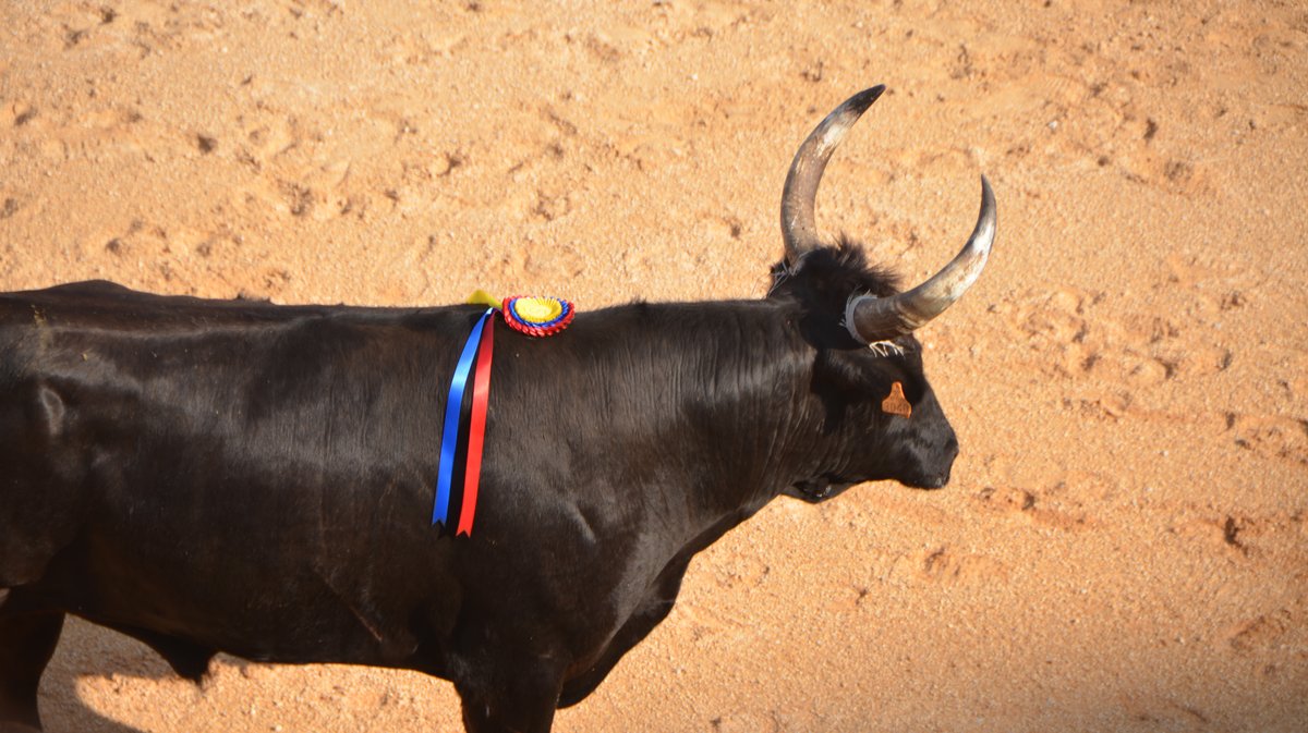 Course Camarguaise Feria 2025