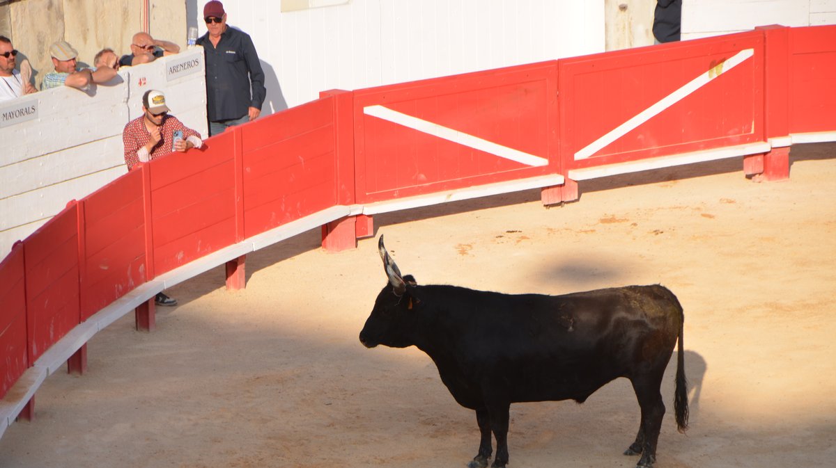 Course Camarguaise Feria 2025