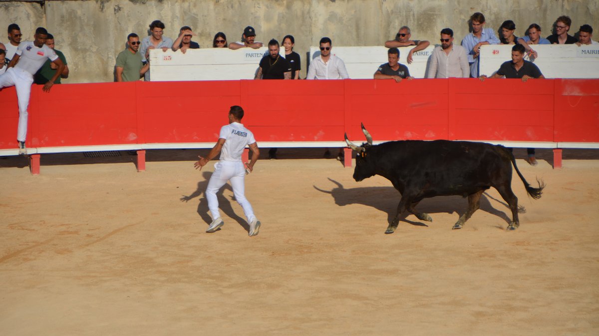 Course Camarguaise Feria 2025