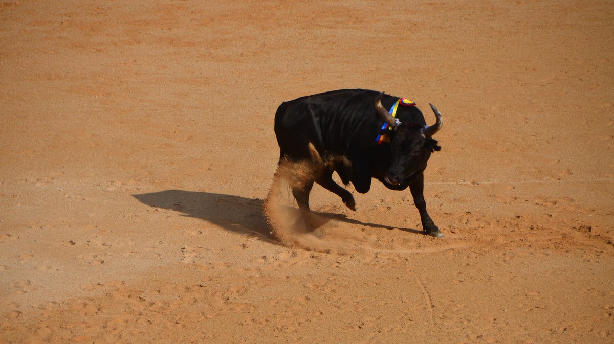 Course Camarguaise Feria 2025