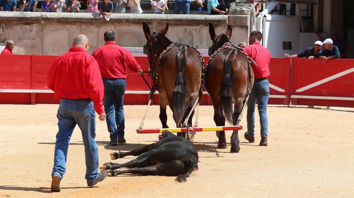Novillada sans picadors de La Paluna pour Javier Cuartero, Mathias Sauvaire, Clovis et Israel Guirao (Photo Anthony Maurin)